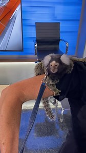 7.7K views · 403 reactions | How about this for Friday morning guests on our show?  | Mickey Ferguson WBRC | Facebook