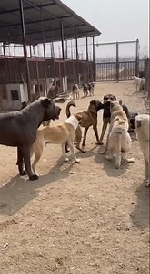 Security cam captures huge alpha dog silencing a violent pack fight in seconds #viral #dog #crazy