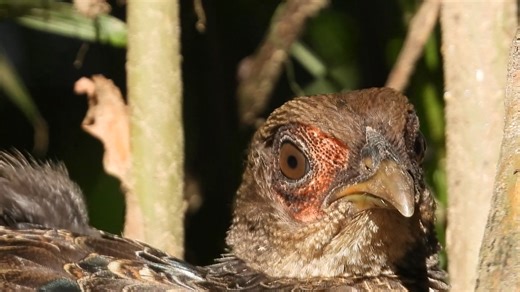 35K views · 1.4K reactions | this boy is sleepy is not it ? | Tarun Mahara | Facebook