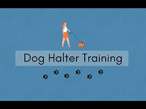 Training your dog to use the Head Halter! (Gentle Leader)