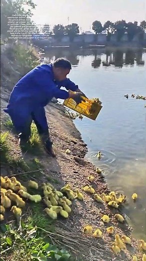 Entenküken im Wasser: Wie beginnen sie ihr Leben im Wasser?
