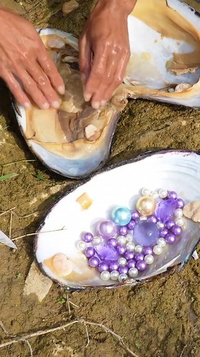 Ten year clams, with unique and beautiful pearls #pearl #pearls #gems #gemstones #gemstonejewelry #clam #oysters #nature #satisfying #viralreels #reelsinstagram #reelsusa #reels #viral #shorts #amazing #fyp #foryou #fypシ゚ #tiktok | Hai jiang