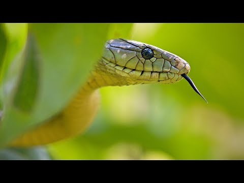 Jameson's mamba (Dendroaspis jamesoni) - venomous snakes from Africa by Living Zoology