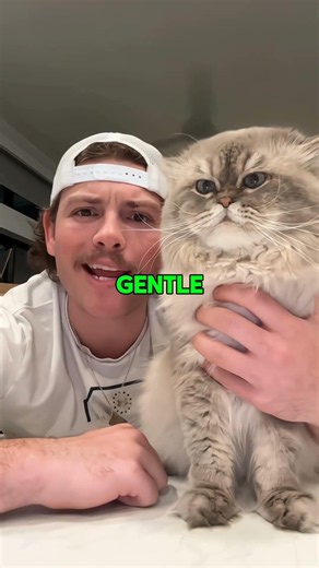 Why Do Cats Love Some People? 🐱