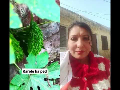 karele ka tree #nature #gardening #garden #bittertaste #stuffedbittergourd