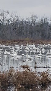 Swan migration #NC2025 | Kathy Petticrew