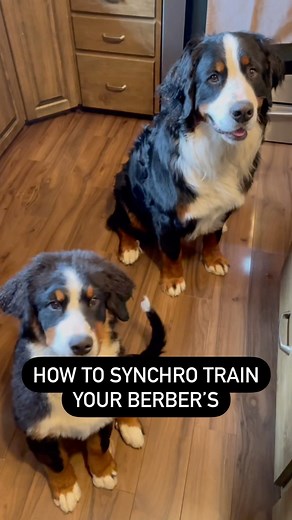 1.2K views · 25 reactions | How to synchro train your #berners #bernese #bernesemountaindog #awesomedogs | Fierce Focus Outdoors | Facebook