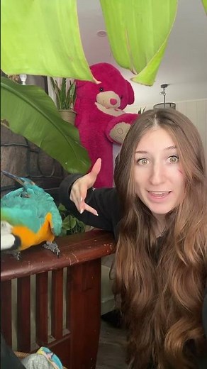 Petting Parrots