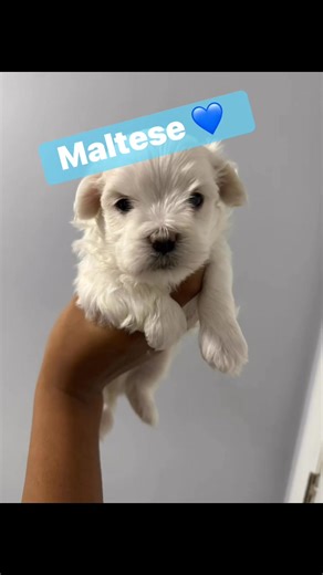 7 comments | Sweet boy!! #toypoodle #redtoypoodle #teddybearpup #poodle #dogbreedercharlotte #toypoodlebreedernearme #ofa #embark #puppies #fyp #charlottenc #dogbreeder #showdog #maltese #koreanmaltese #maltesebreeder #viral #akc #maltesepuppy #cute #cuddles #puppylove #maltesenc #blacktoypoodle #puppy | Toy Poodle and Maltese Perfection | Facebook