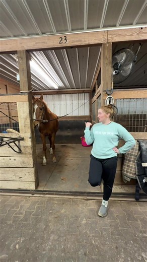 Trusty lesson horse Quick 🤓