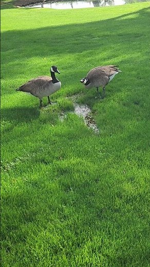 Geese Outside @ The Lavender Farm at Chateau de Vie