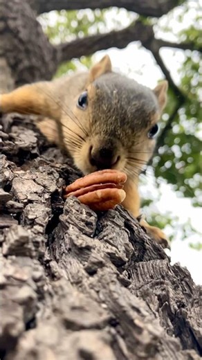 One to go for Squirrel Baby Cee closeup in slow motion #animals #wildlife #nature #cute #reels #feed