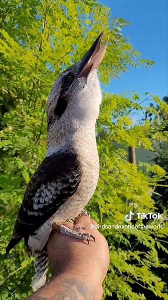 Marty the Laughing Kookaburra: Hilarious Bird Humor