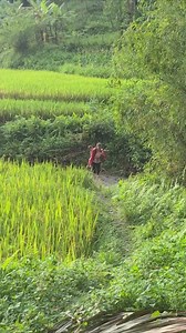 Going into the forest to look for wild bananas, my son was taken away by the forest people (4) | MSK TV