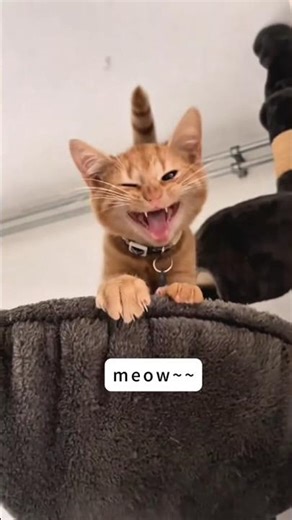 Your Cat Thinks It’s a Singer… 🎤😂 #CatFail #FunnyCats #MeowConcert #CatComed