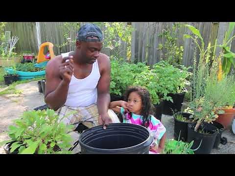 How To Transplant Your Miracle Berry Plant