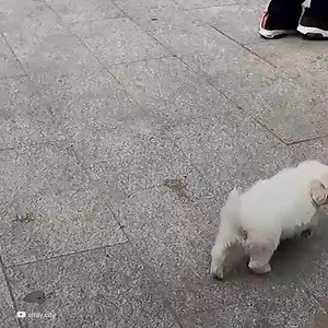 1.2M views · 20K reactions | L'hanno abbandonato in mezzo al mercato. Era un cucciolo bellissimo. Una persona ha deciso di registrare i comportamenti della gente non appena il cucciolo si avvicinava. Poi ha deciso di tenerlo con sé. | Sociale | Facebook