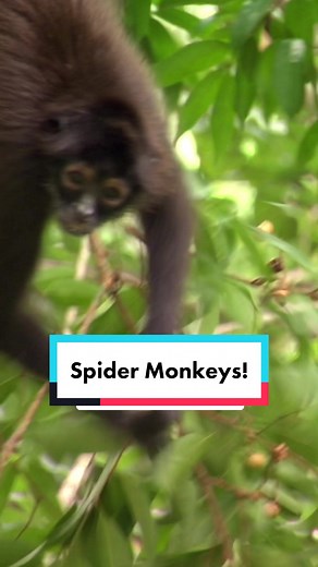 Exploring the Prehensile Tail of the Spider Monkey