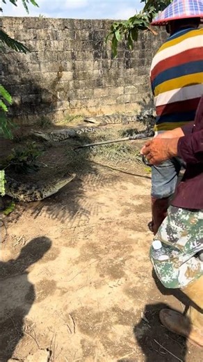 Crocodile Restraint: Water Spray, Electric Stun, and Tying for Transport 👀