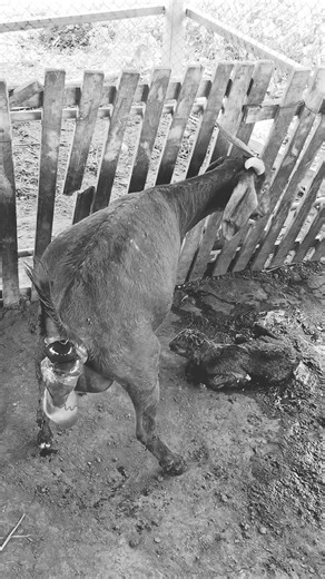 sekbabygoat on Instagram: "Goat giving birth"