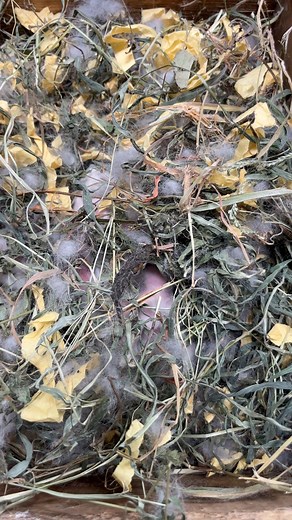 146 reactions · 5 comments | Hari ke 8 @sorotan #Ramakelincimedan #kelincilahir #rellsvidio #kelincimenyusui #kelincimelahirkan #kelincirex #kelincilucu #rabbit #bunny #jangkauansemuaorang | Mhd Andy Ramadhany | Facebook