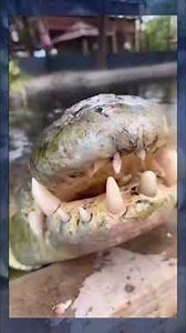 buaya sakit gigi #semuaorang #videoshort #shorts