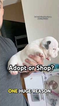 Mini Bulldog Puppies. Adopt or Shop?