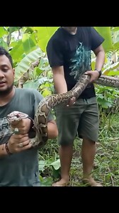 Di Ser4ng Ular Sanca Bodo Saat Penelusuran di Hutan Lamongan. | Panji Petualang