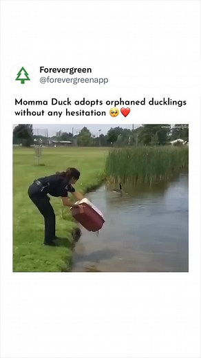 1M views · 61K reactions | In a remarkable display of complex...