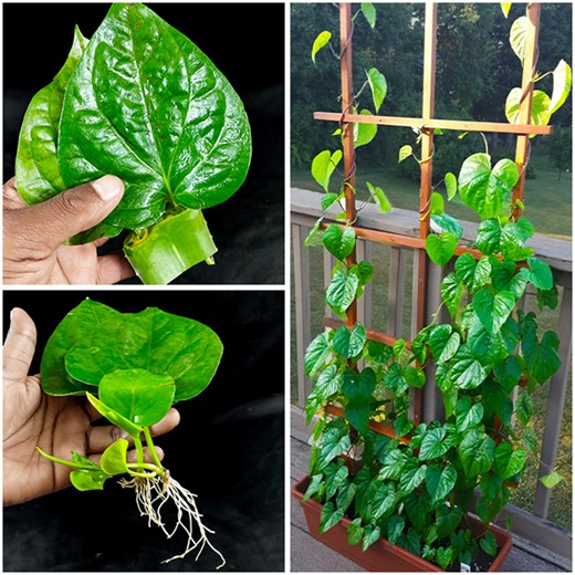 Amazing idea for grow betel plant at home from leaves || Water propagation for planting