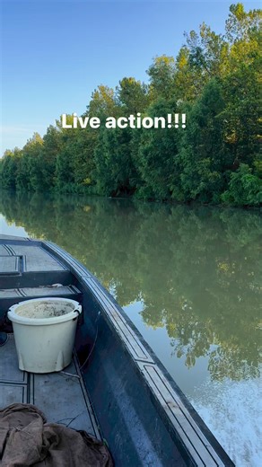 Giant gator on the line but we running them backwards so the boat fills as we come in #alligator #swamppeople #troylandry #jacoblandry @topfans Jacob Landry (swamp People) Troy Landry Duffy’s Gas Station Wiebe Knives Warthog Sharpeners USA Love The Landry's ( Swamp People ) Fan Group SWAMP PEOPLE - "Treeshakers" Don Brewer Ronnie Adams from Swamp People Chase Landry Swamp People Fans Troy Landry & Swamp People!!! Swamp People !!! @ | Da Landry Life