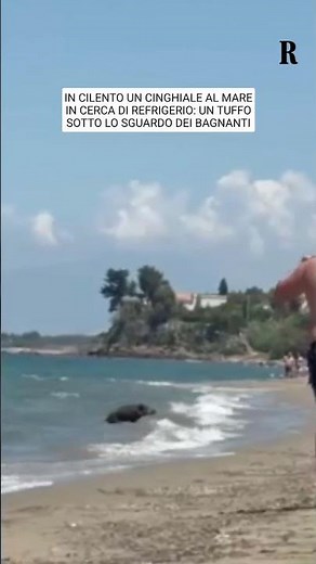 Cilento, cinghiale al mare in cerca di refrigerio