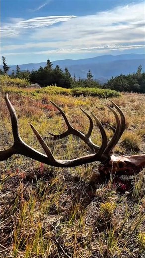 Field dressing a big bull elk by yourself is a chore. Take a break and take in the beautiful view!