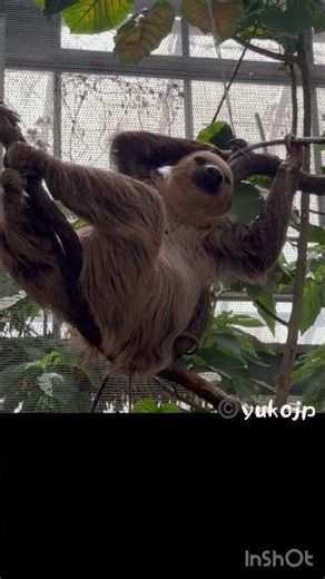 A sloth striking a sexy pose #sloth #twotoedsloth