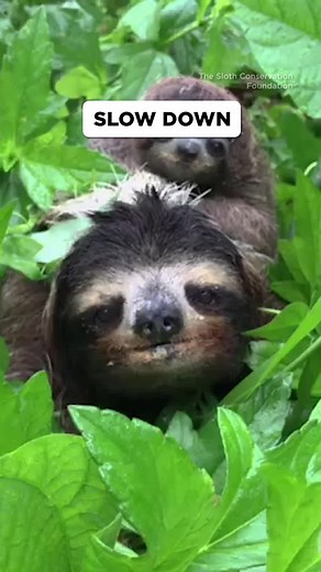 Feeling stressed? Life moving too fast? Maybe it’s time to listen to your inner sloth. Special thanks to the @The Sloth Conservation #NPR #sloths #TED