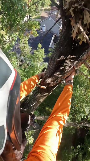 “ exterminator “ it’s trim season… #c#climberchrisgt#treeworkt#treer#riggingc#climberc#climberlifec#climbc# | Casemate