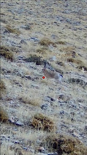 2025-2026 SEZONU TAVŞAN AVI (HARE HUNTİNG) #hunter #hunting #avcılar #tavşanavı