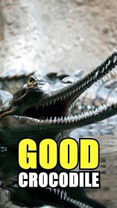 The Crocodile You Can Trust 🐊😇 Gavials (Gharials) are among the largest crocodilians, reaching lengths of up to 20 feet, yet they are rarely a threat to humans. 📏🚫 Their extremely long, thin snouts and sharp, delicate teeth are perfectly adapted for catching fish. 🐟🎣 Unlike their wider-jawed cousins, gavials lack the muscle power to consume large prey. 💪❌ This makes them unique among massive reptiles and a critical subject for conservation. 💚 endangered #Gharial #Gavial #CrocodileFacts #