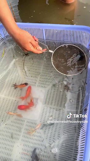 Essential Survival Skills for Catching Fish