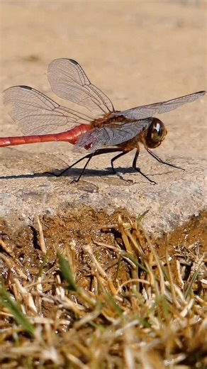 Slow motion red dragonfly checking out a bug flying by his head #dragonflies #dragonfly #insects | Karri Levens