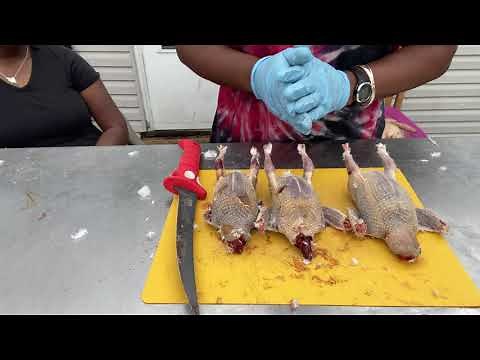 How To Process A Pigeon - Part 1 ~ Step by Step Farming