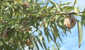 Kern County is the top agricultural producer in nation