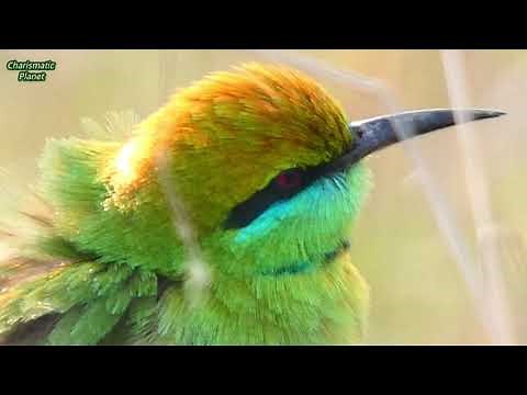Green Bee Eater Singing ! Green Bee Eater Call ! Green Bee Eater Sound ! Green Bee Eater Song!