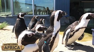 Have breakfast on the beach with CMZoo's 11 African penguins! The first members of the flock are full of personality. Learn their names and get up close, while Water's Edge: Africa keeper, Al, talks about their characteristics, demeanors and emerging relationships. | Cheyenne Mountain Zoo