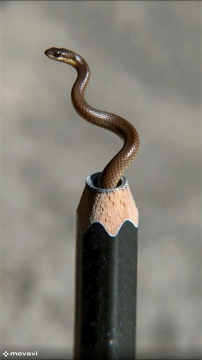 Thinner Than a Pencil? 🐍✏️ World's Smallest Snake
