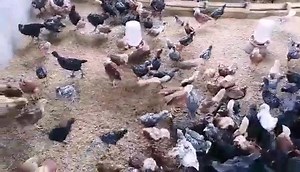 DV BOER FARM in Lian Batangas breeding quality poultry materials for you... Light Brahma Cornish Copper Marans Ameraucana Easter egger Dominique Black and blue Australorp Orpington Rhode island red Barred plymouth rock Birds that dont meet breed standards are sold as DV FRESH FREE-RANGE SPRING CHICKEN Please call; Juvie 09178875576 Jane 09565664460 Carlo 09063758260 | Dv Boer