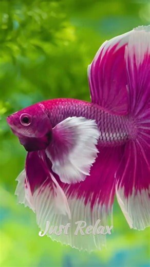 beautiful beta fish
