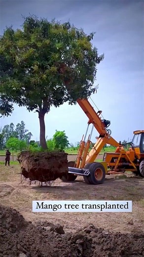 20 year old mango tree, transplanting by JCB machine in 2026 ##savetrees #SaveMangoTree