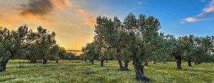 Project in Greece Converts Olive Cultivation Into a Climate Management Tool