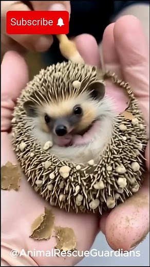 Tiny Hero Saved! Heartwarming Hedgehog Rescue